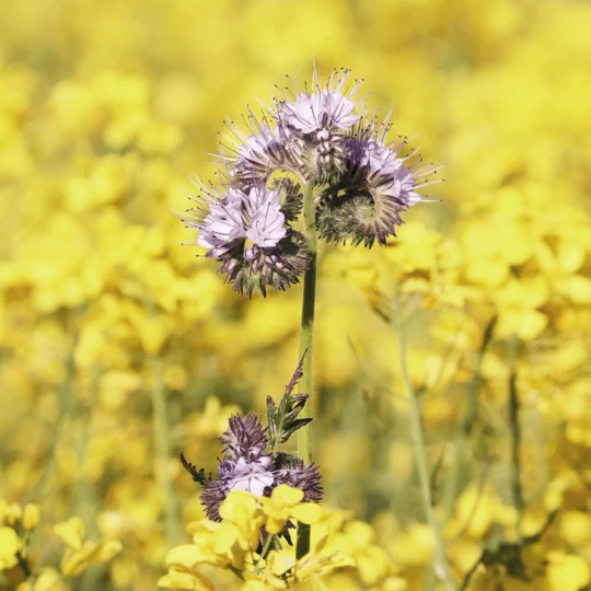 MRS Seeds & Mixtures Biologisch - Tübinger Bijenmengsel - Afbeelding 2