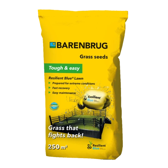 Barenbrug Resilient Blue® Lawn - Speelgazon - Afbeelding 2