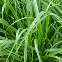 MRS Seeds & Mixtures Italiaans Raaigras